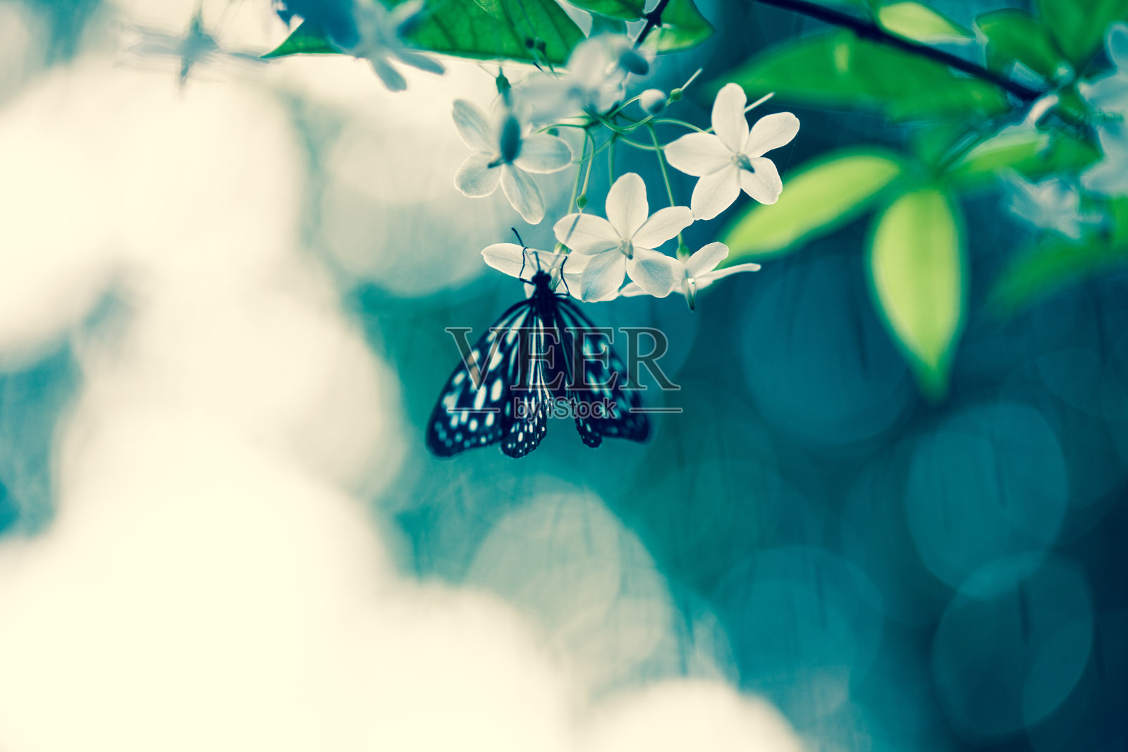 蝴蝶在野花照片摄影图片