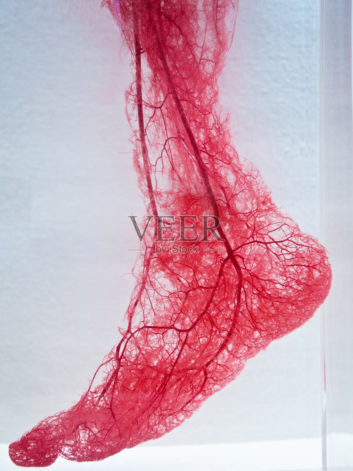 足部血管照片摄影图片