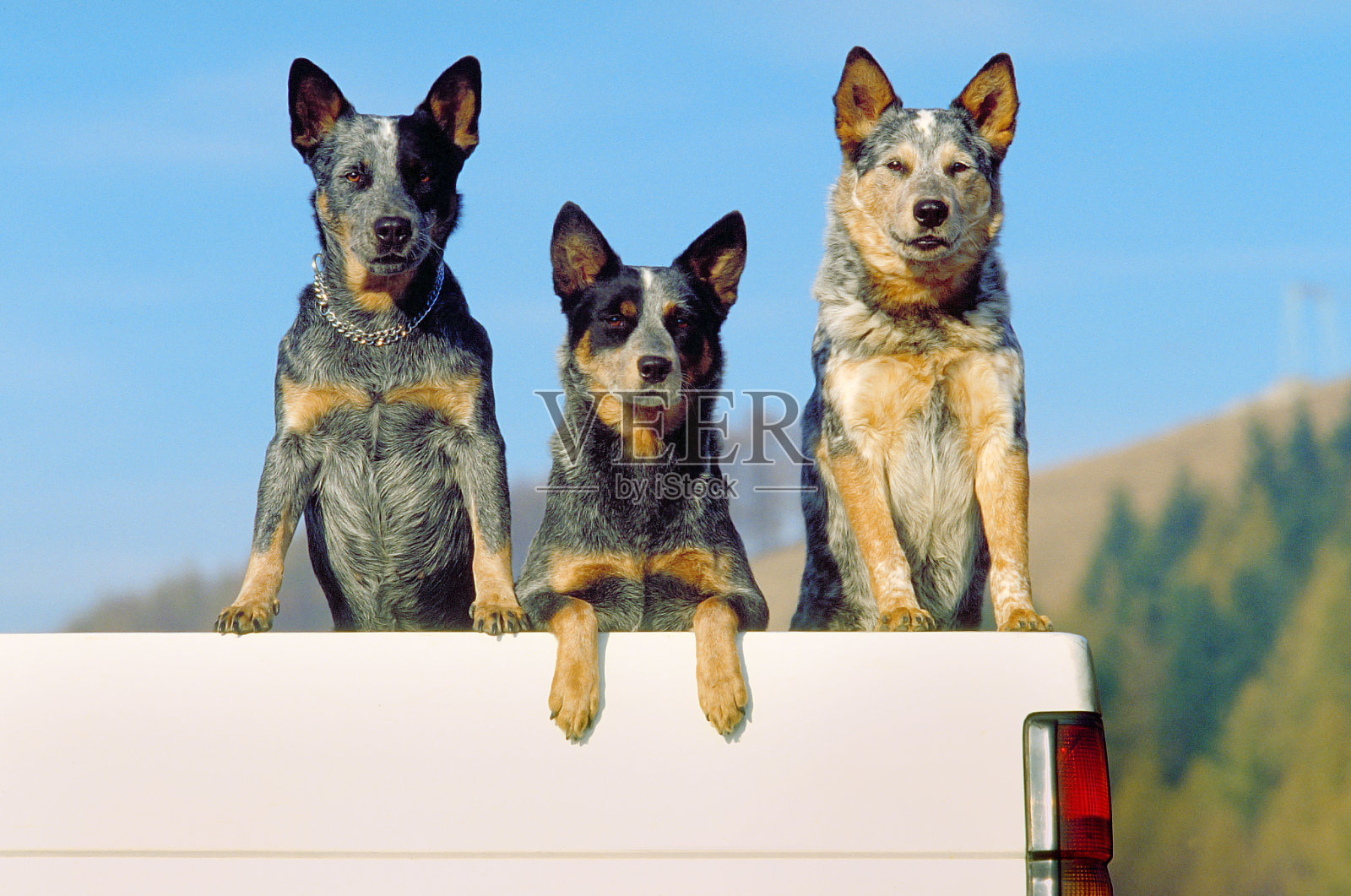 三个澳洲牧牛犬在一辆皮卡上，正面照片摄影图片