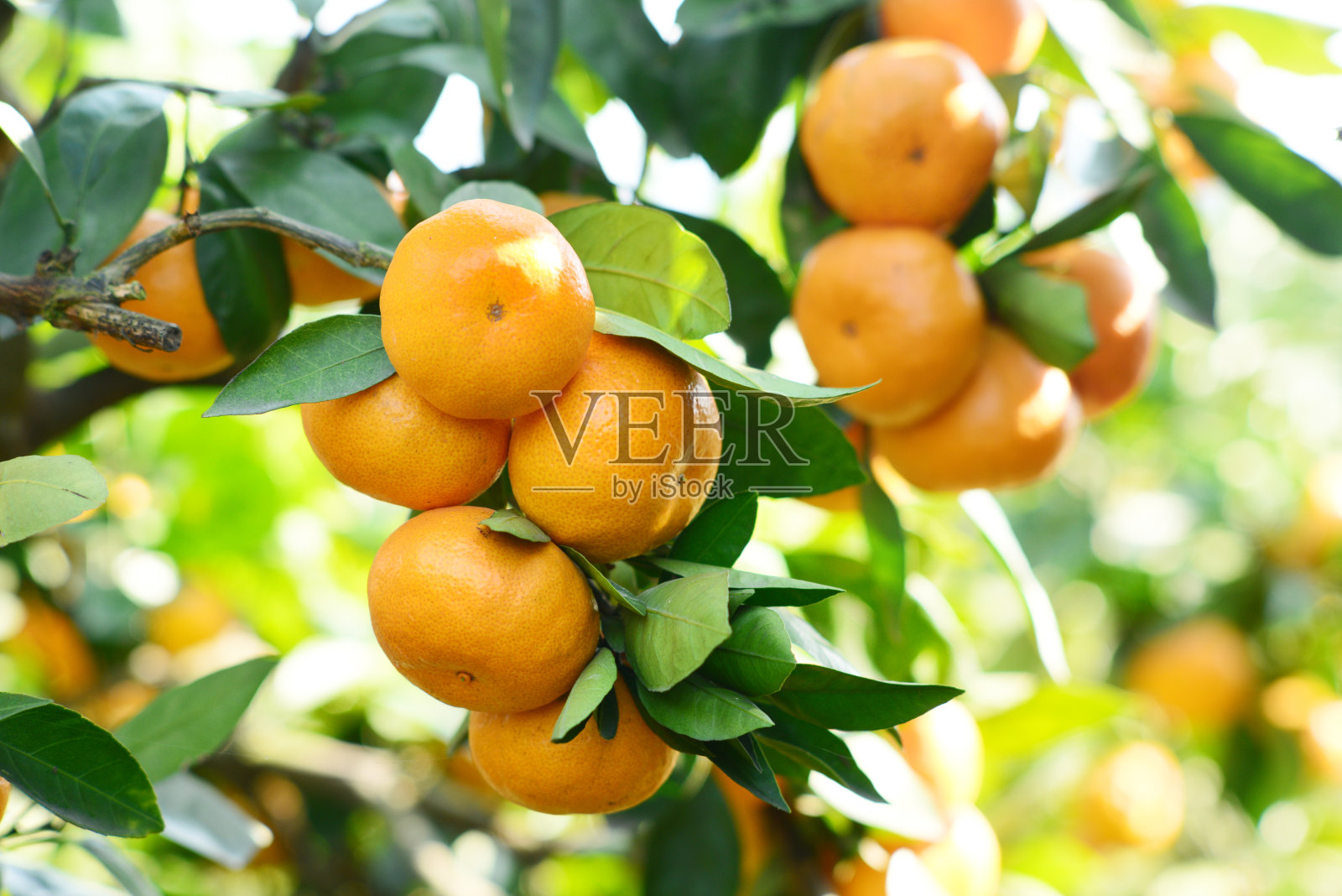 一束成熟的橙子在树上的特写照片摄影图片