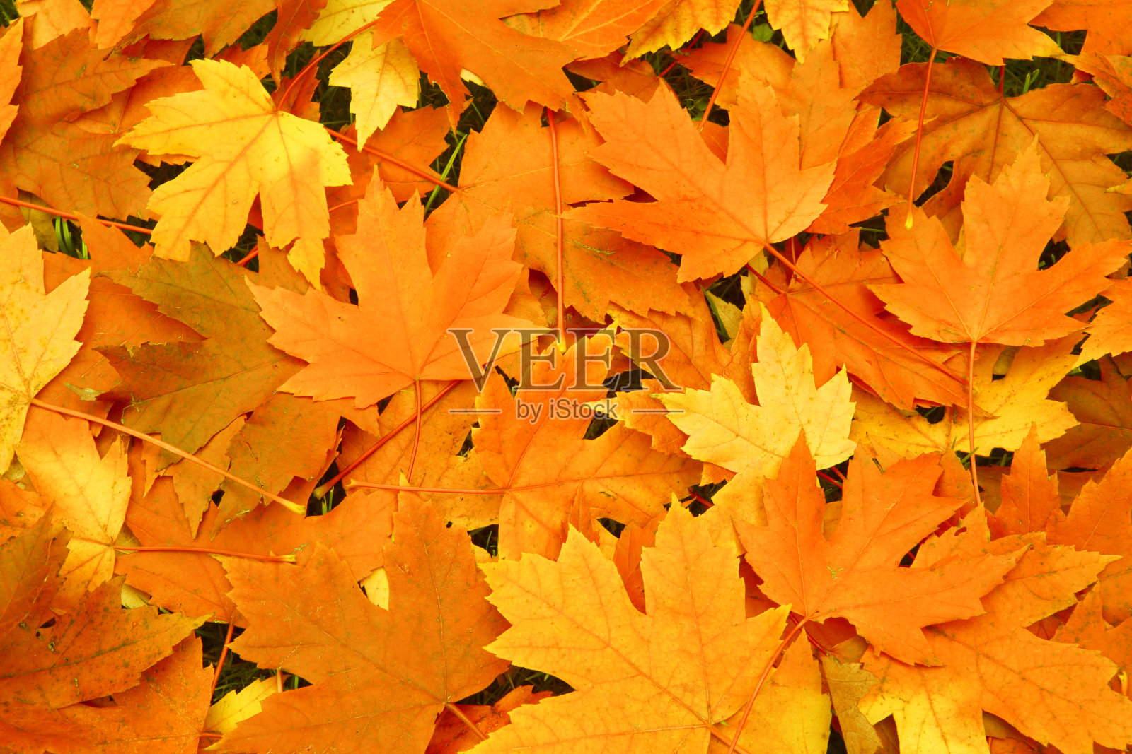 橙色秋叶背景照片摄影图片