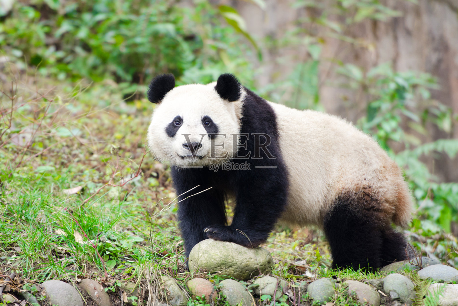 大熊猫看着镜头-成都，中国。照片摄影图片