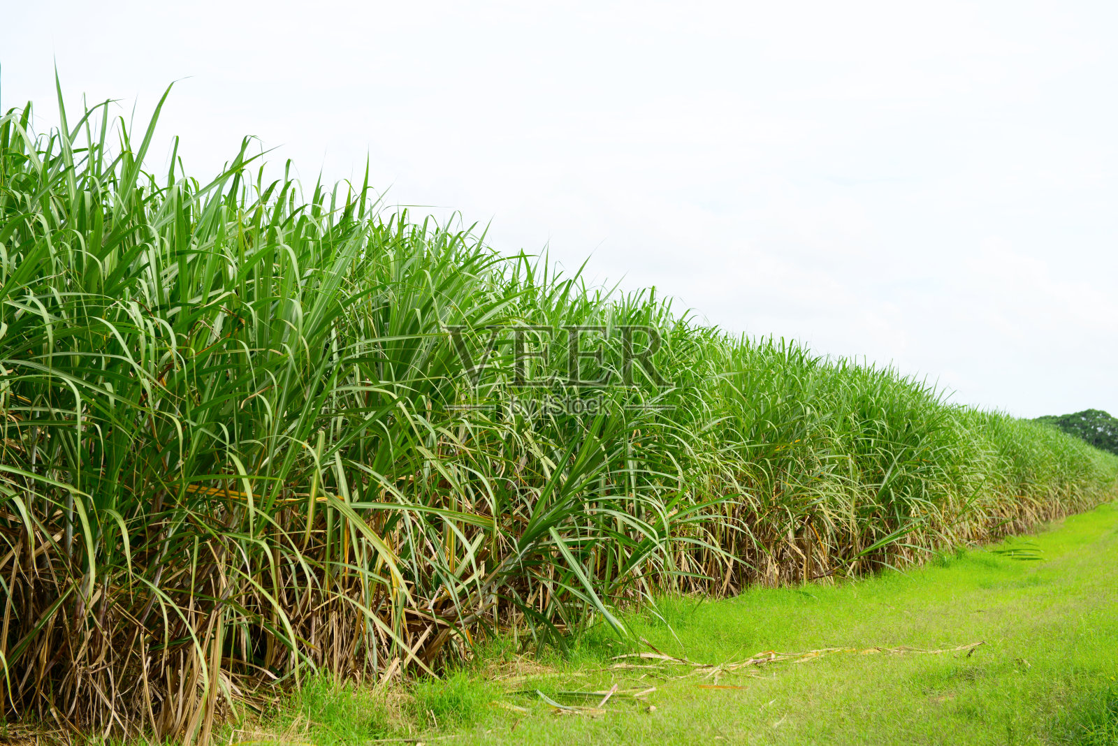 甘蔗种植园照片摄影图片