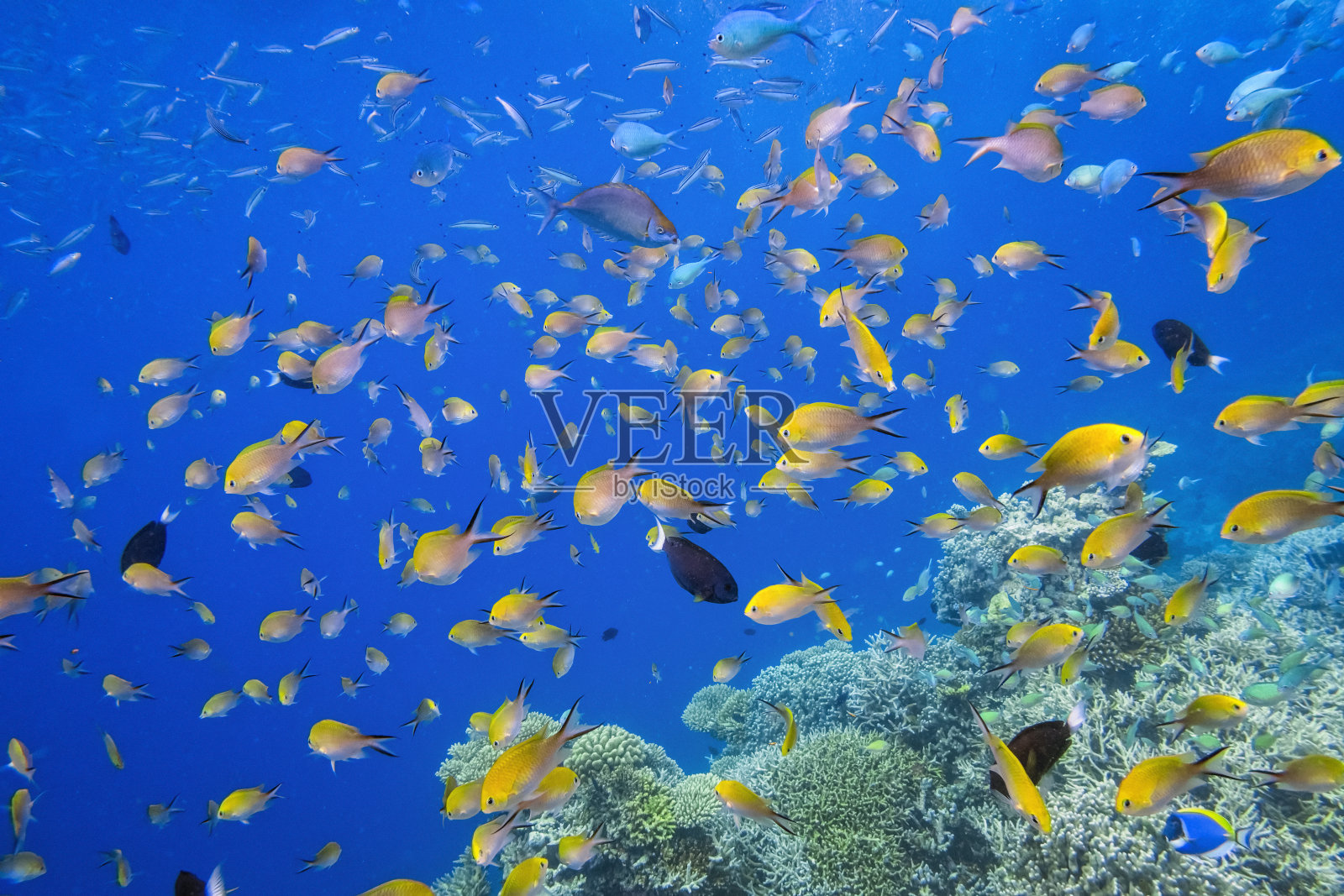 马尔代夫色彩斑斓的热带鱼群照片摄影图片