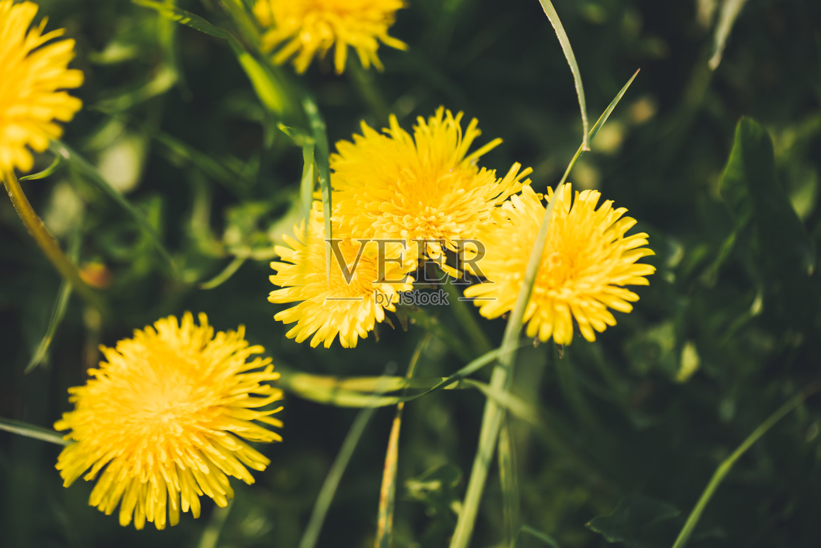 阳光明媚的春天里的黄色毛茛照片摄影图片