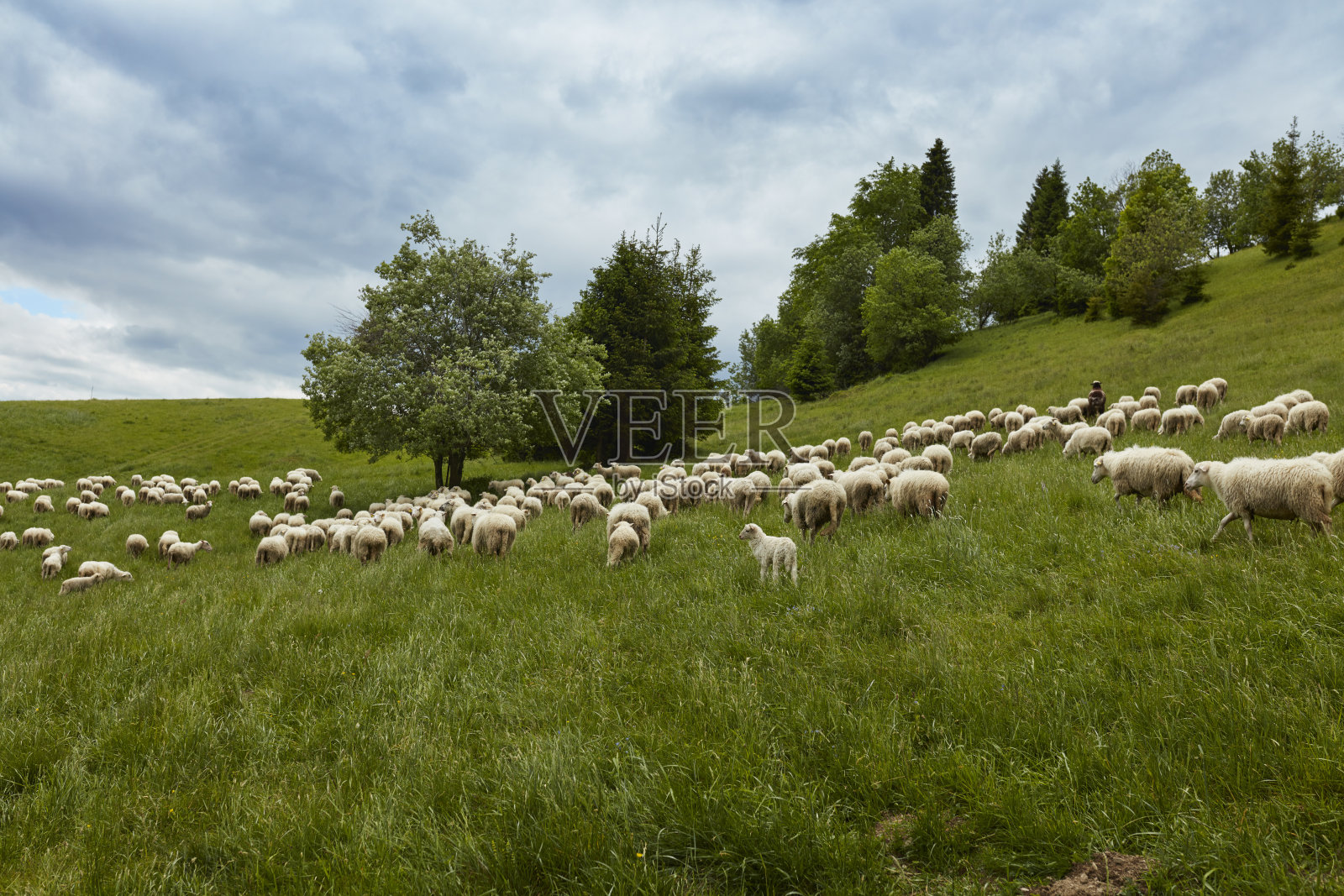 草地上的羊群。放牧照片摄影图片