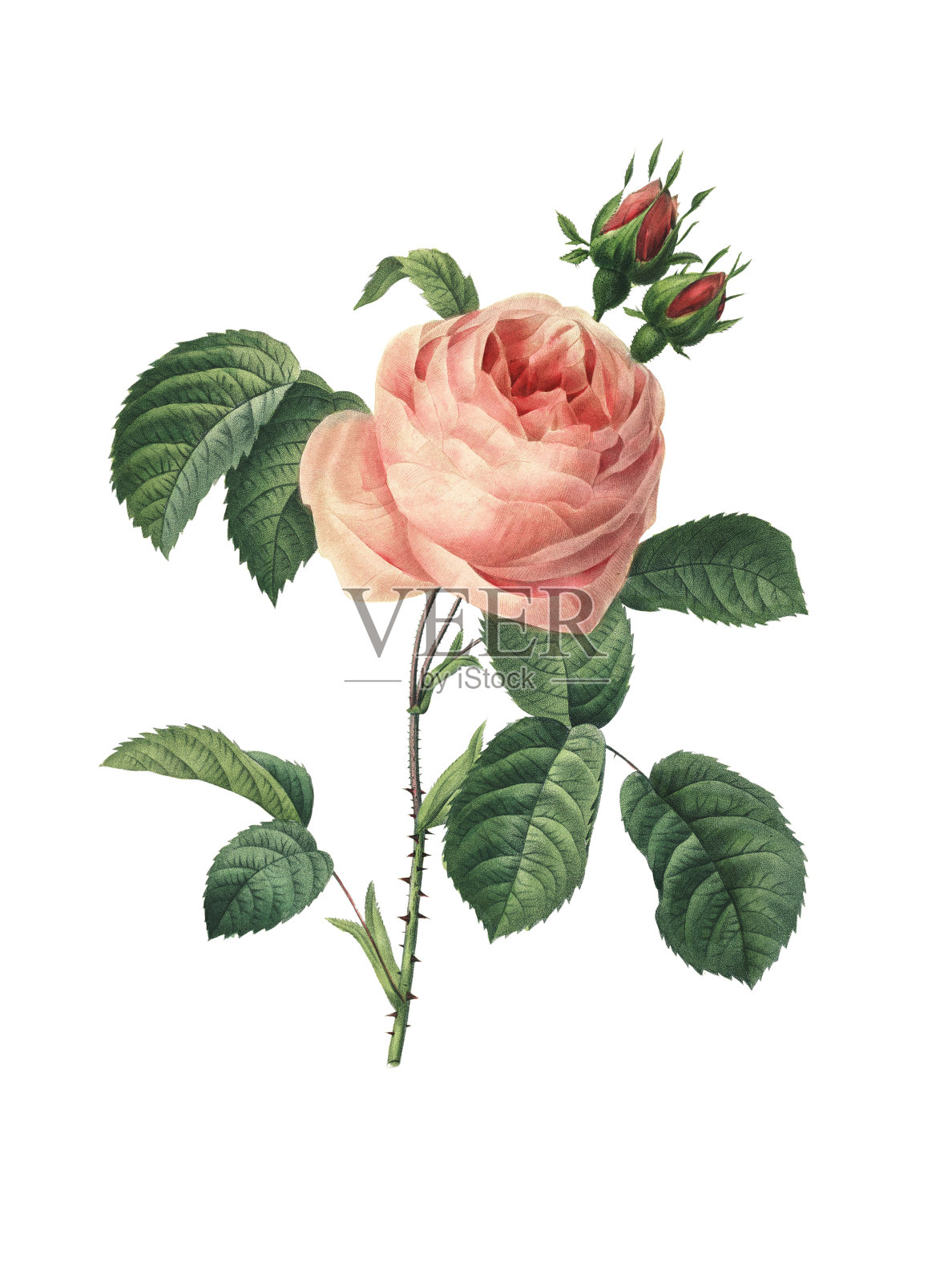 Rosa centifolia | Redoute Flower插图插画图片素材