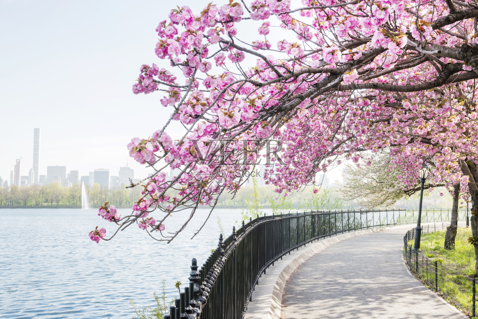 纽约樱花在中央公园蓄水池绽放照片摄影图片