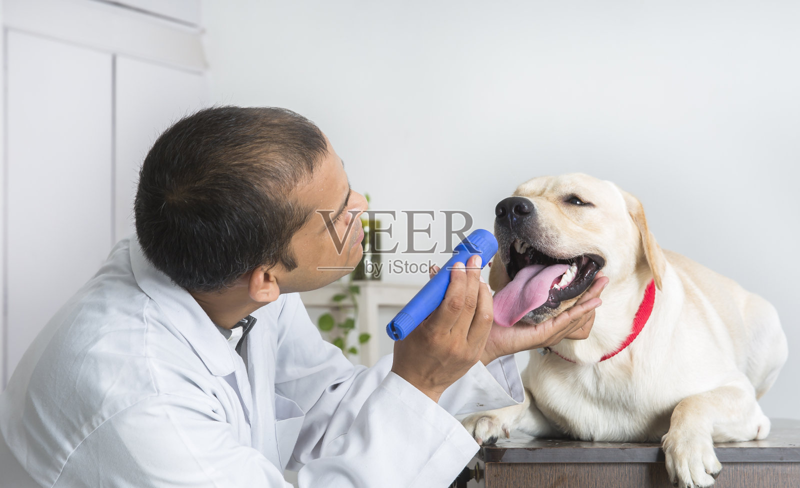 兽医做医学检查黄色拉布拉多寻回犬照片摄影图片