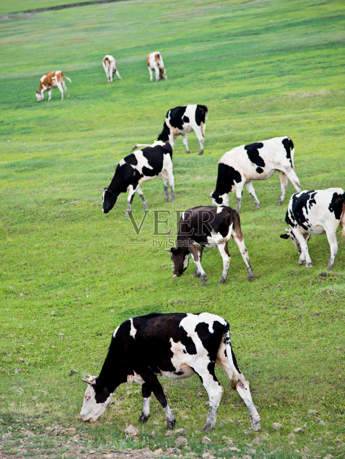 在夏天田园牧草地上吃草的牛照片摄影图片