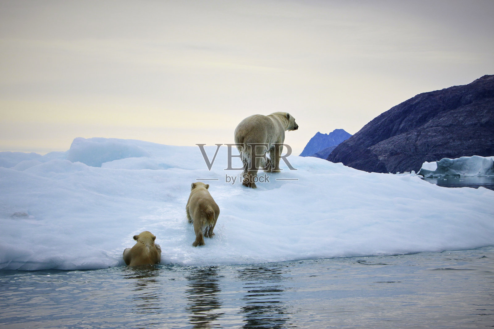 北极熊妈妈带着幼崽照片摄影图片