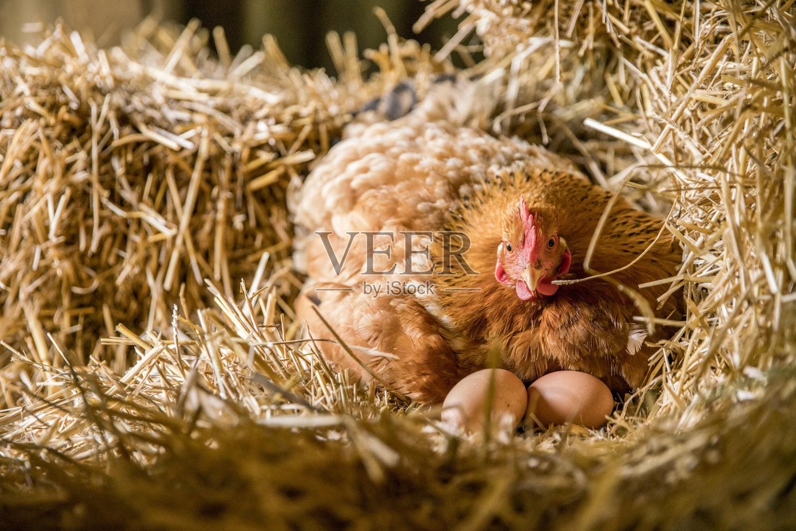 在鸡笼干草上休息的带蛋的鸡照片摄影图片