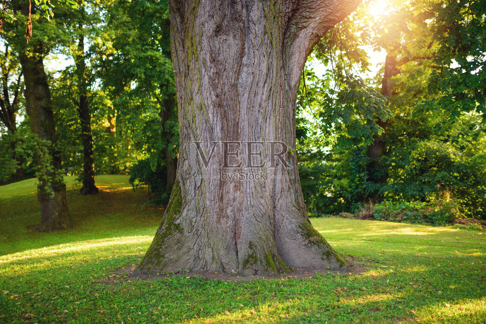 阳光下的树干照片摄影图片