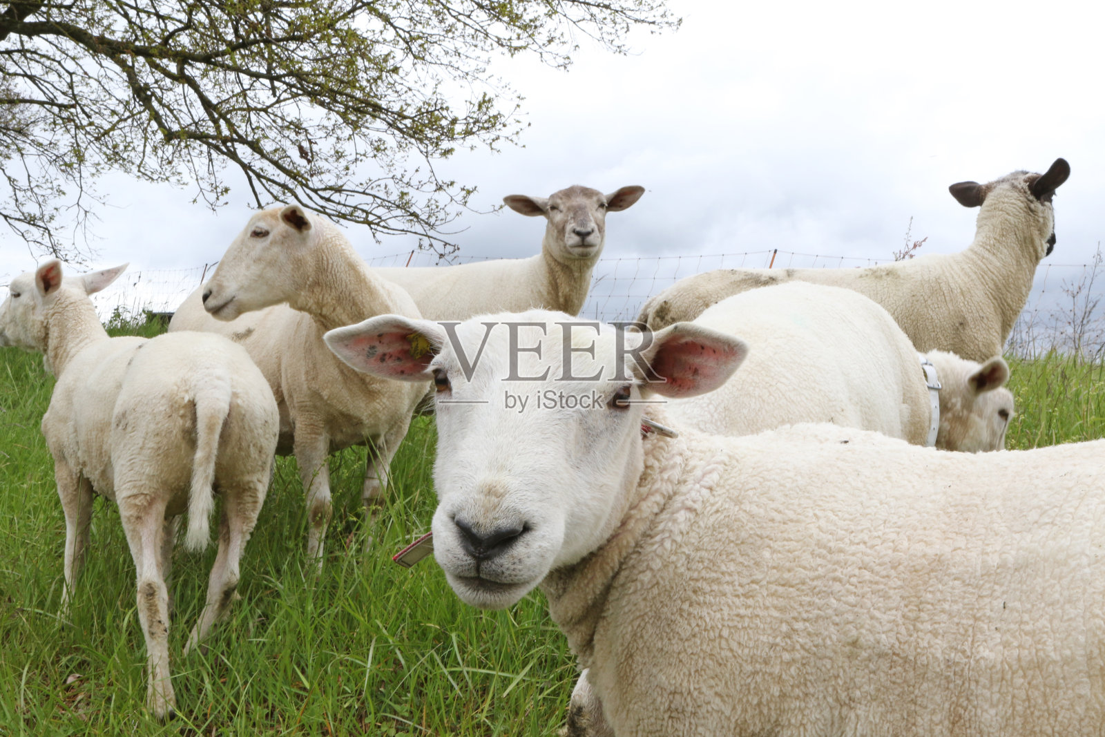 草地上的羊照片摄影图片
