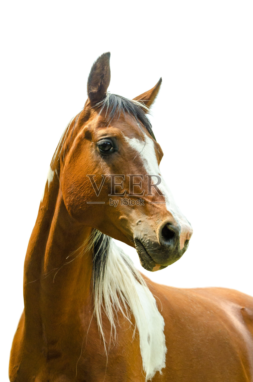 白色背景上有斑点的马头-阿拉伯马照片摄影图片
