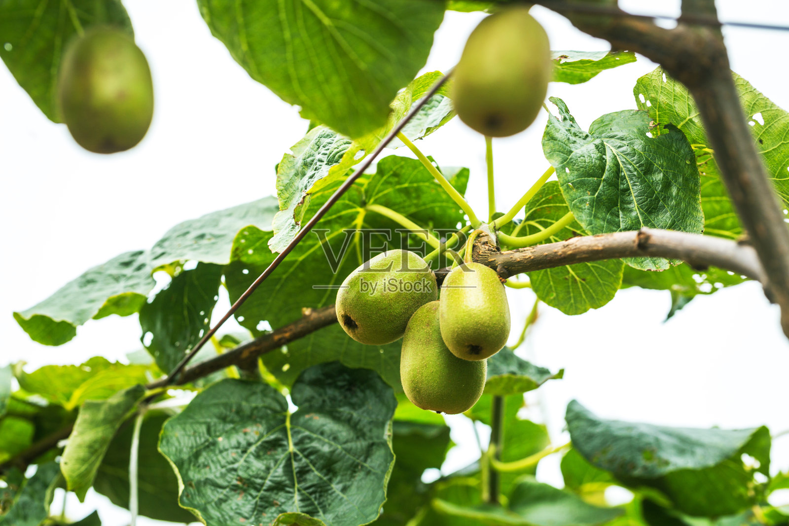 猕猴桃与绿色的果实生长在花园里照片摄影图片
