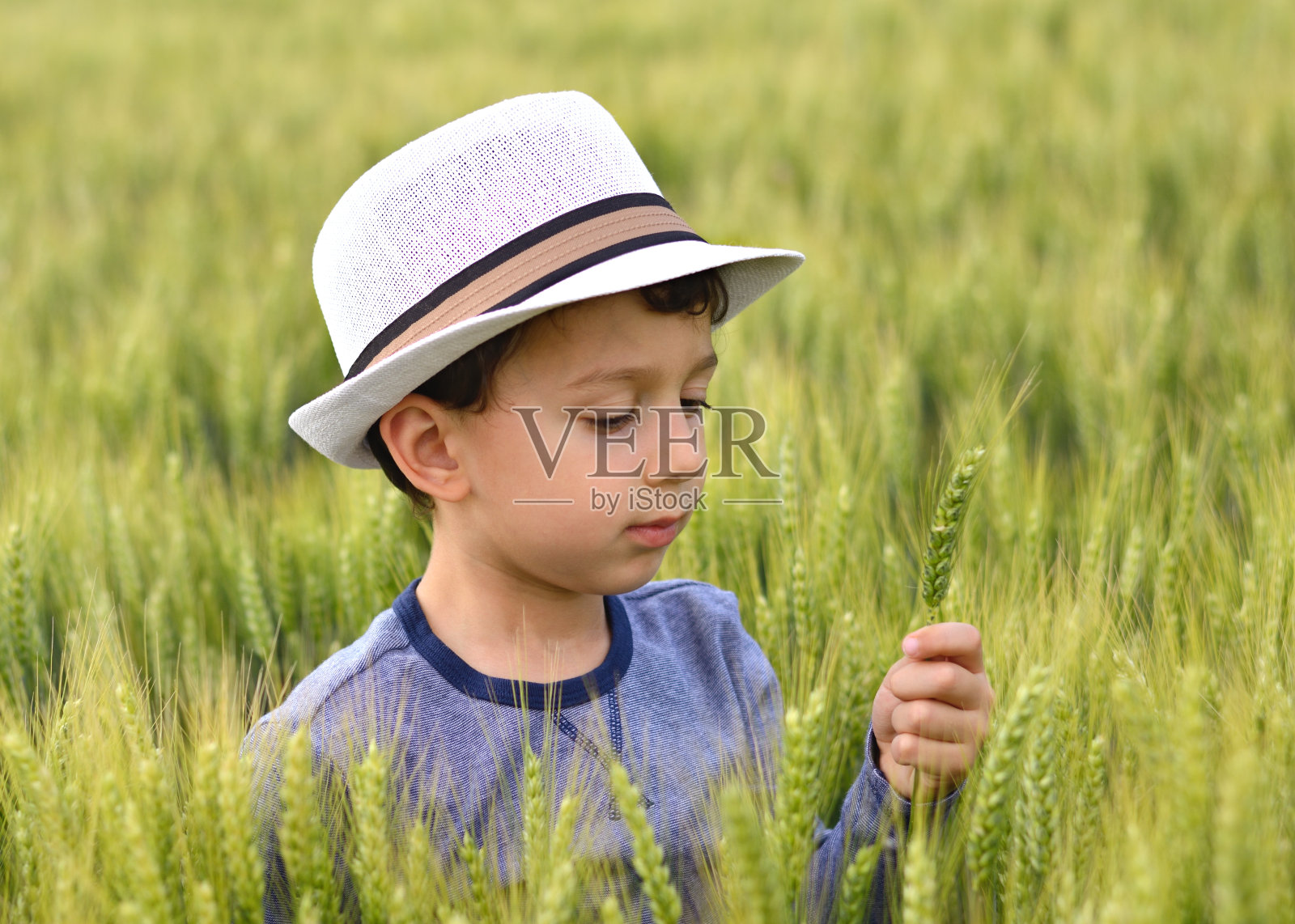 可爱的男孩在麦田里拿着麦穗。照片摄影图片