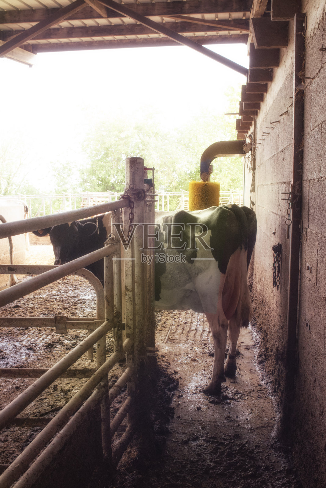 挤奶后刷毛的母牛照片摄影图片