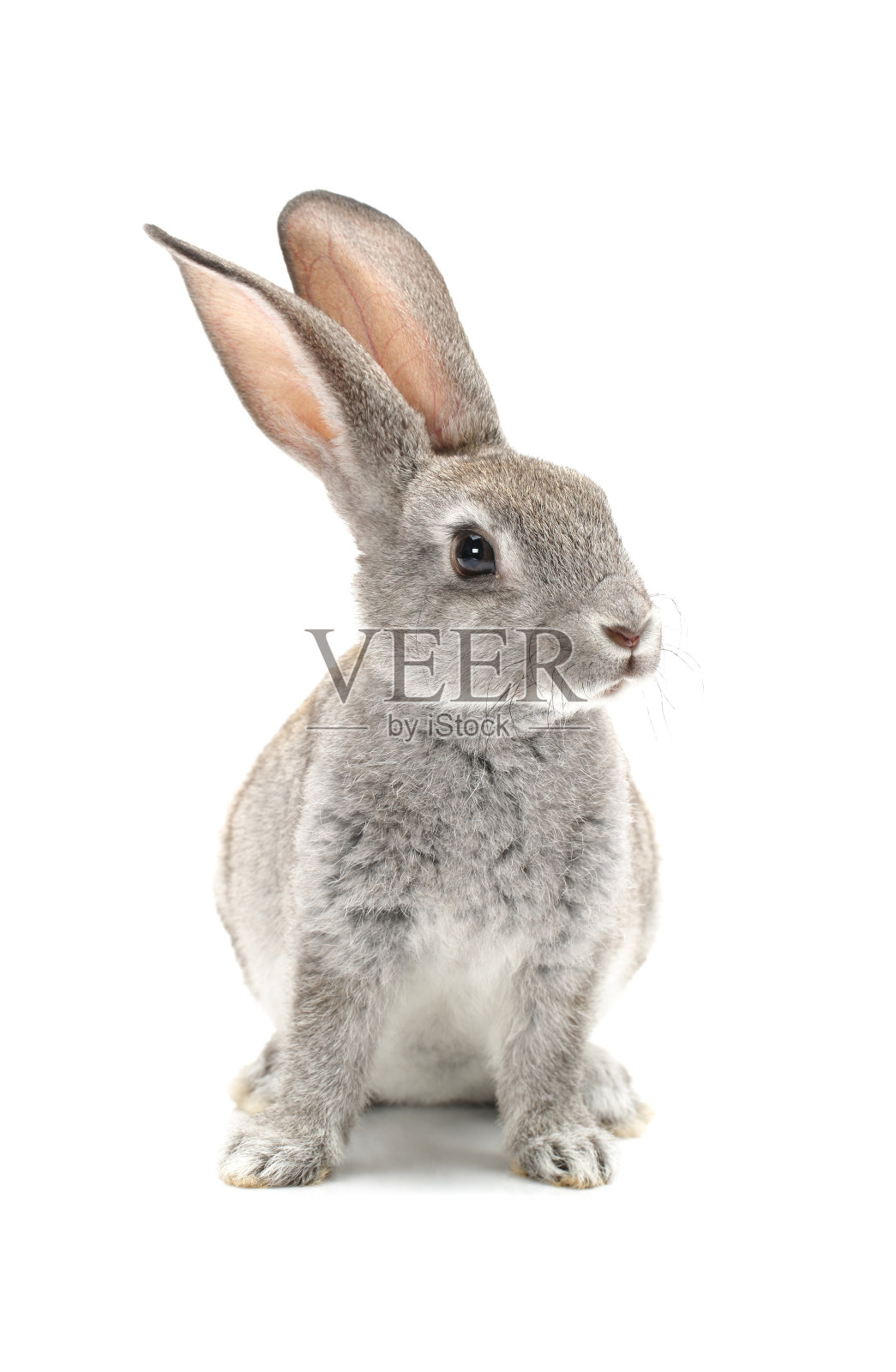 灰色的小兔子孤立在白色的背景照片摄影图片