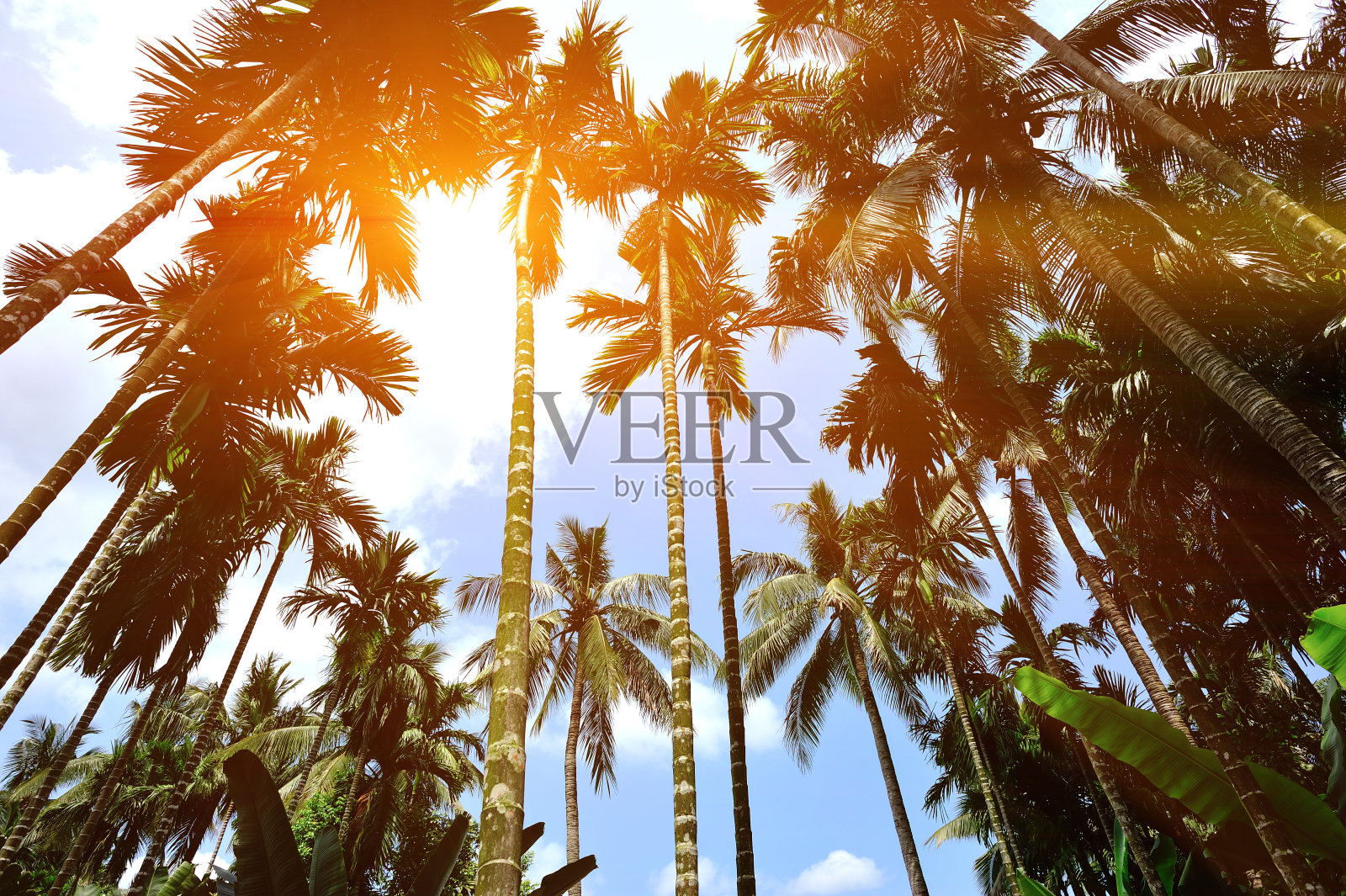 三亚海滩上的棕榈树照片摄影图片
