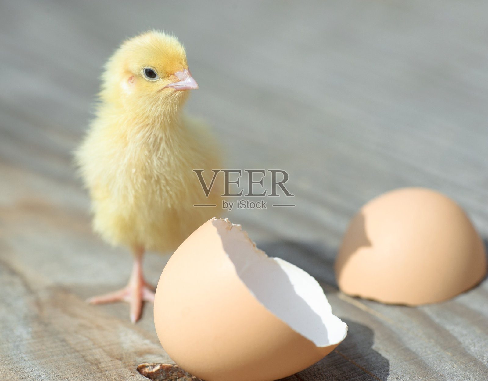 黄色的小鸡从蛋里孵出来照片摄影图片