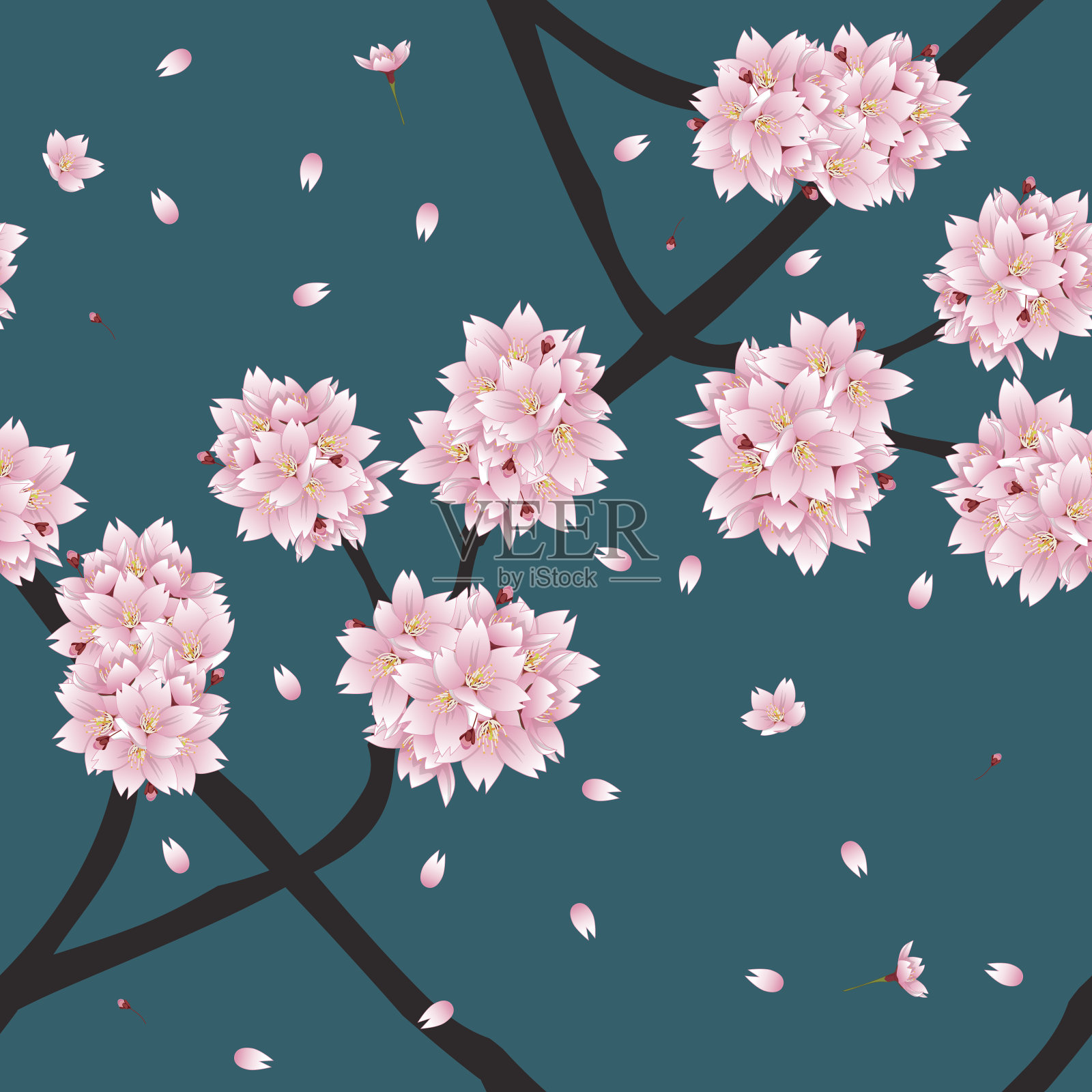 樱花樱花在靛青绿色的背景。插画图片素材