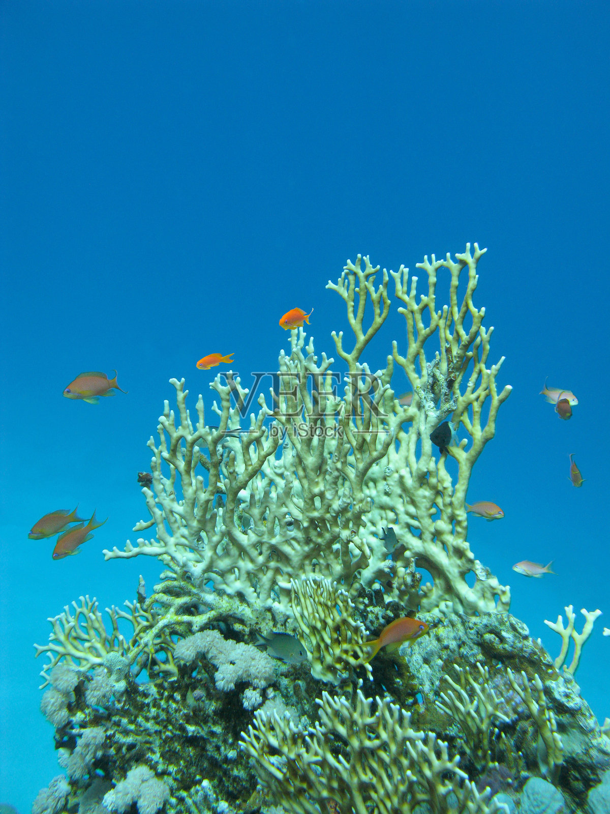 珊瑚礁与巨大的黄色火珊瑚在热带海洋，水下照片摄影图片