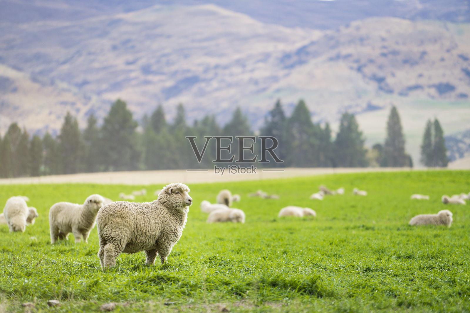 新西兰的羊照片摄影图片