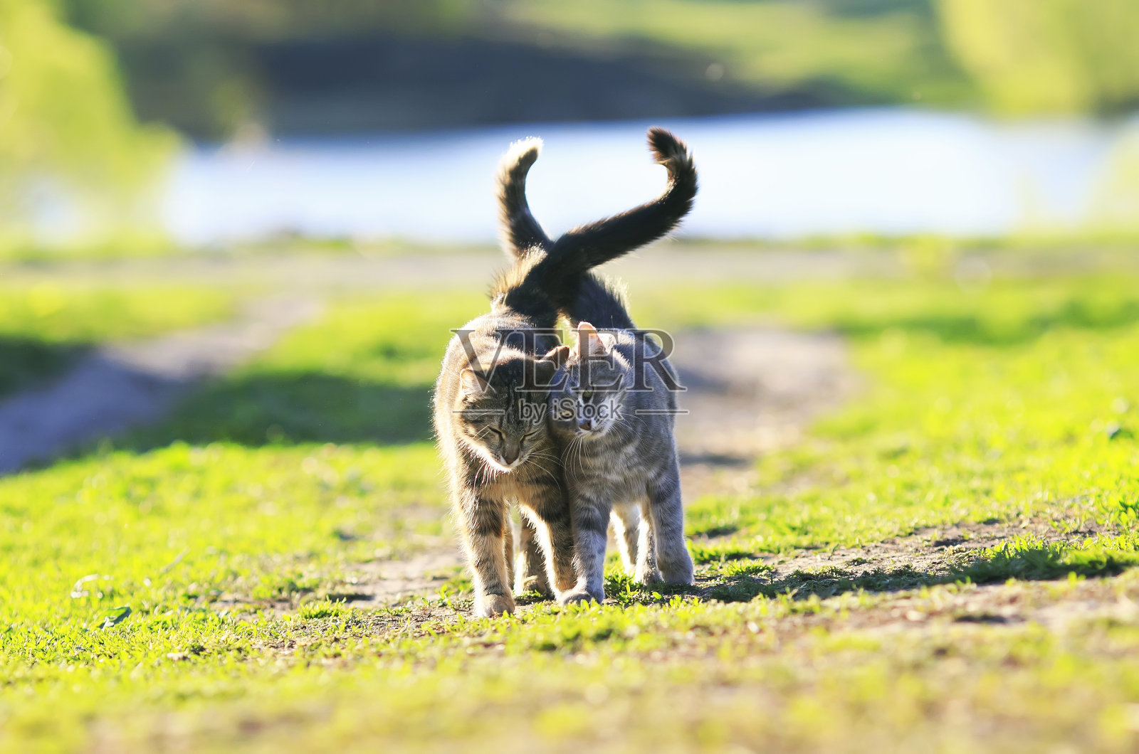 在一个阳光明媚的夏日，两只可爱的条纹小猫手挽手在绿色的草地上散步，举着尾巴照片摄影图片