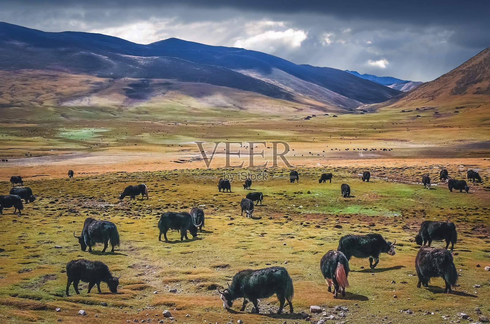 喜马拉雅地区放牧的大型牦牛群照片摄影图片