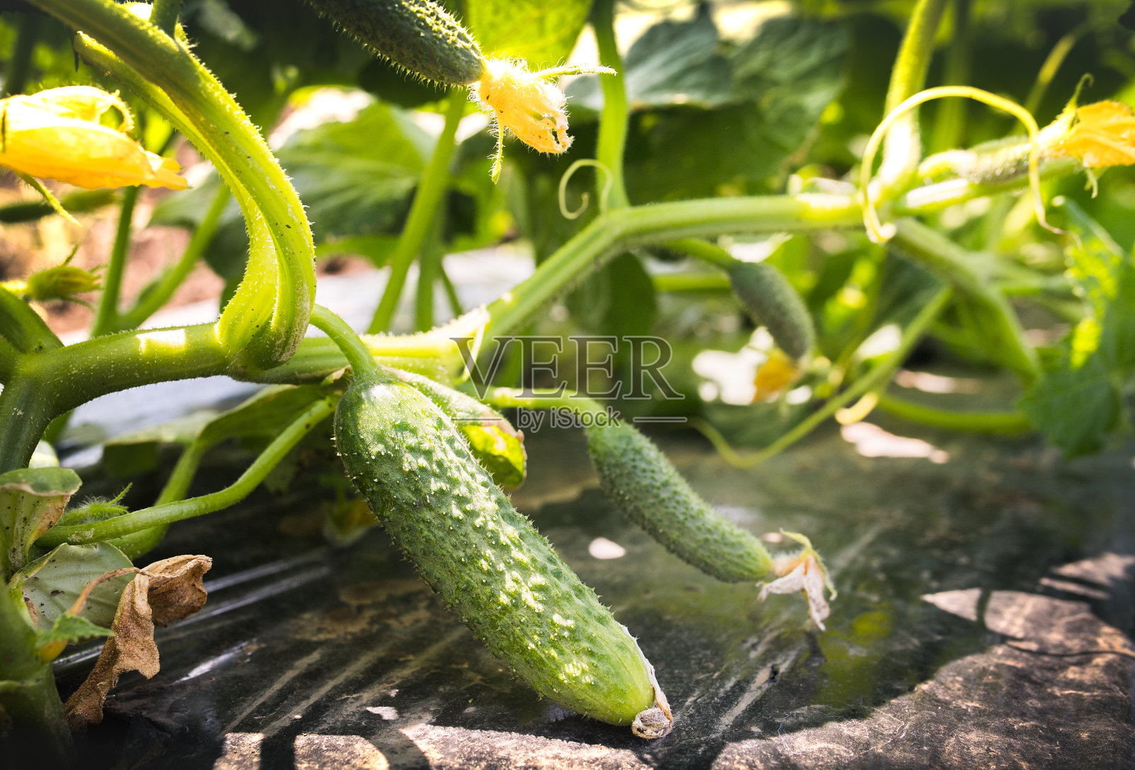 嫩黄瓜种植——田间黄瓜种植，有机蔬菜种植照片摄影图片