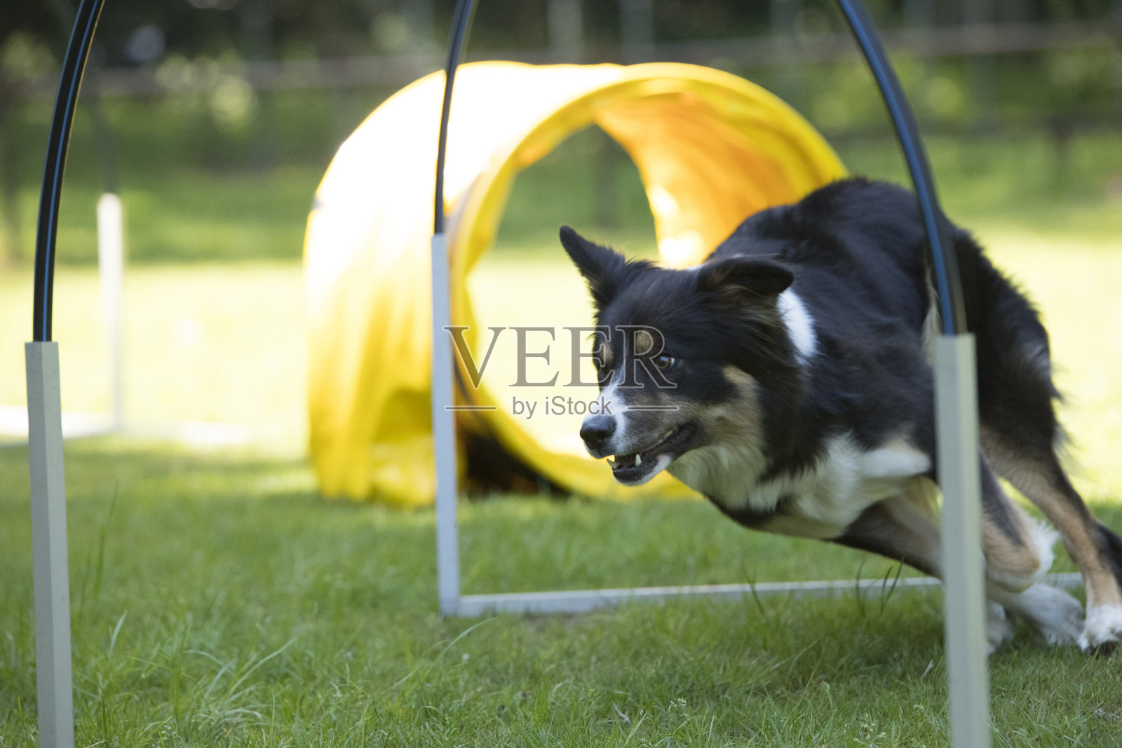 牧羊犬，博德牧羊犬，跑步敏捷性训练照片摄影图片