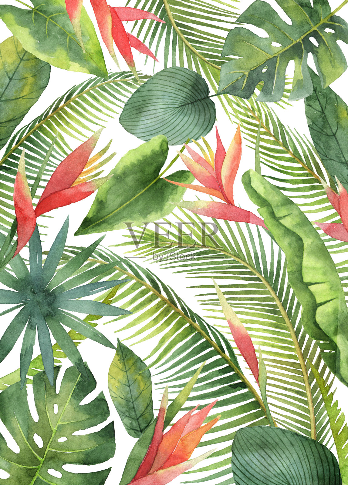 水彩画卡与热带花和叶孤立在白色的背景。插画图片素材