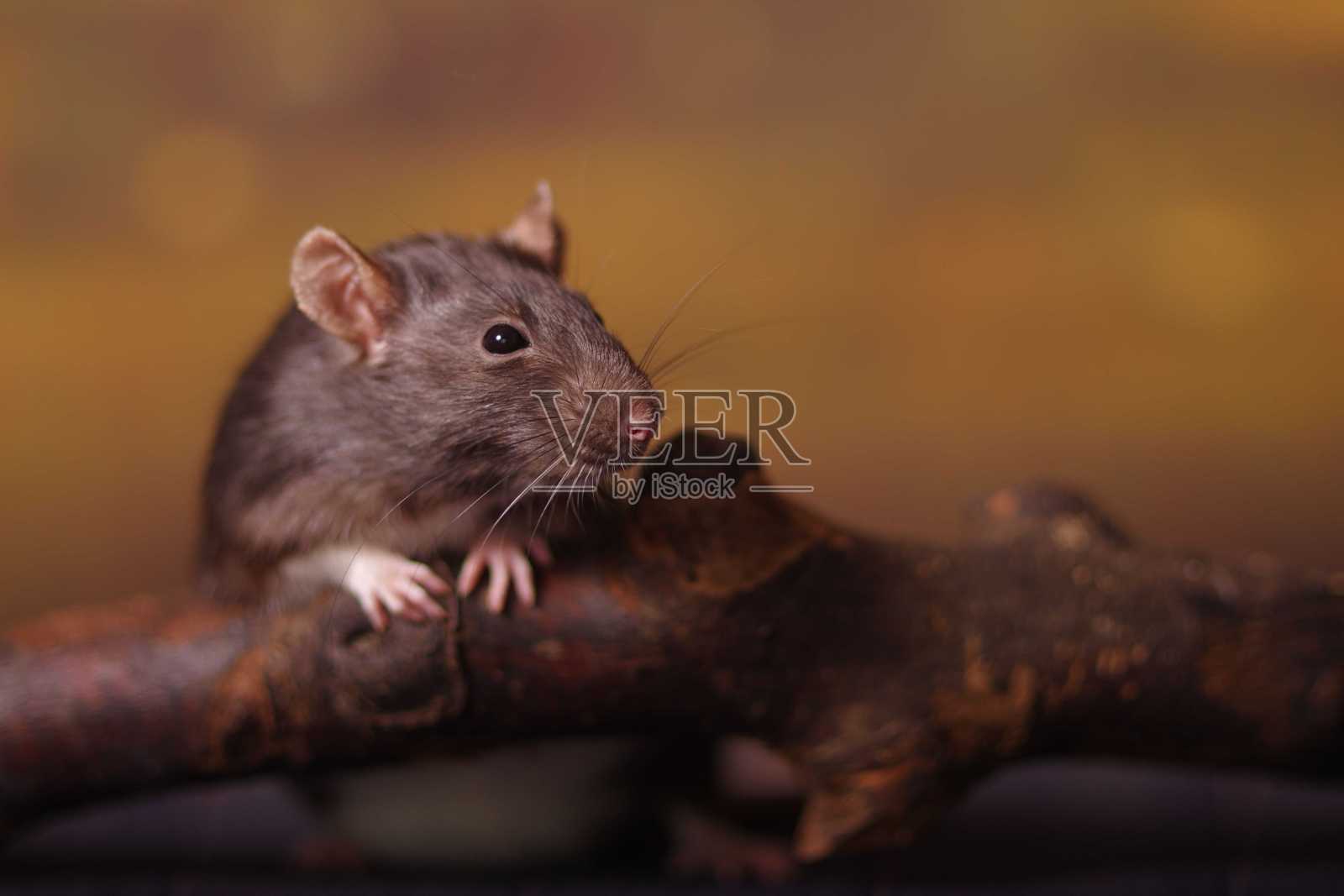 树干上的老鼠照片摄影图片