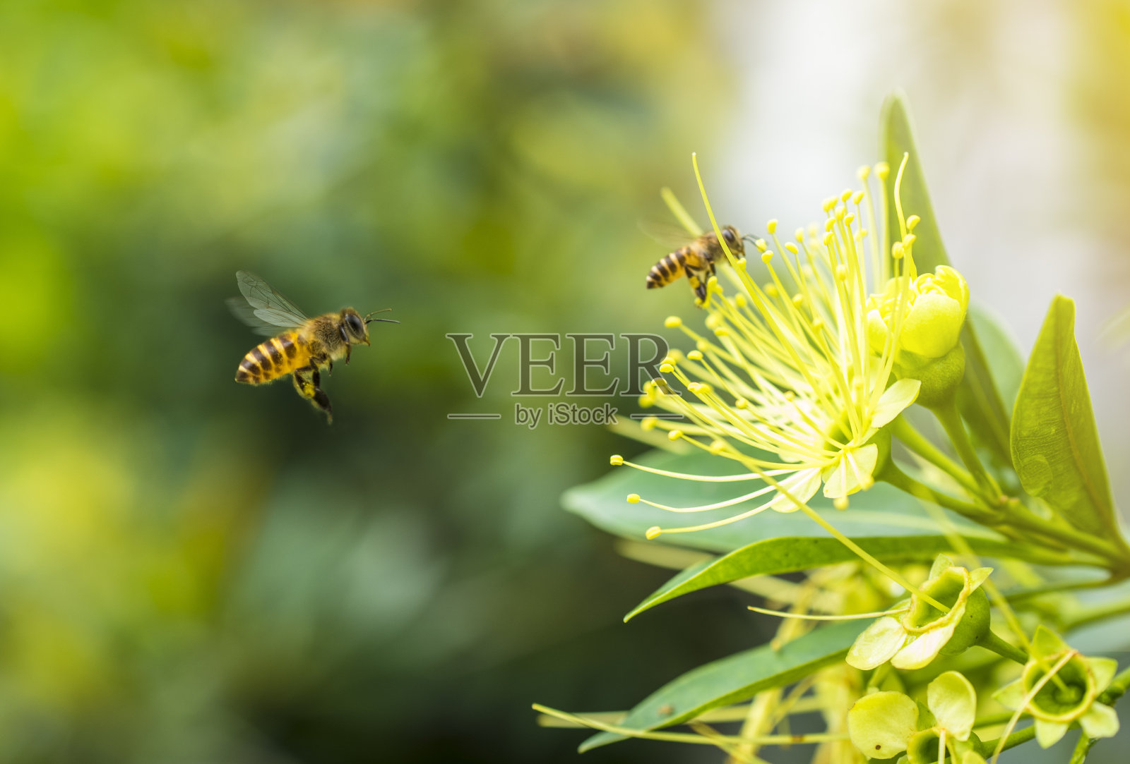 飞蜜蜂在黄花上采集花粉。在春季照片摄影图片