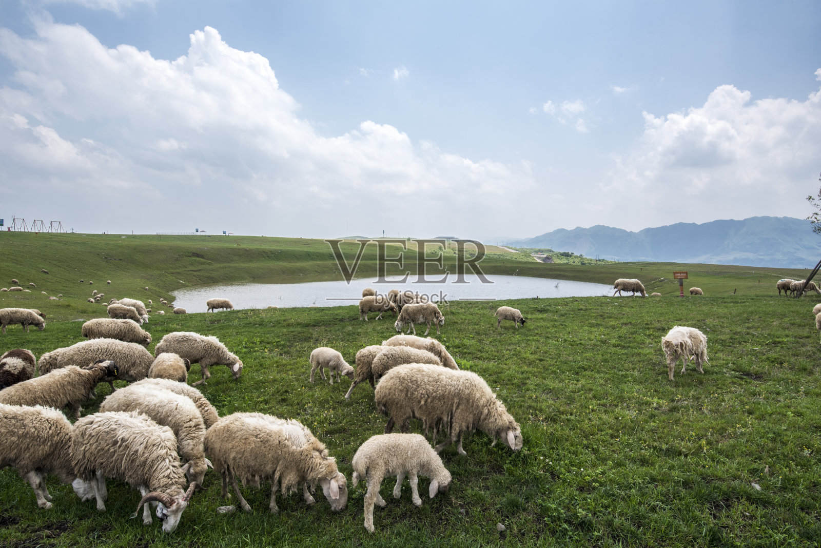 中国贵州，一群在湖附近吃草的绵羊照片摄影图片