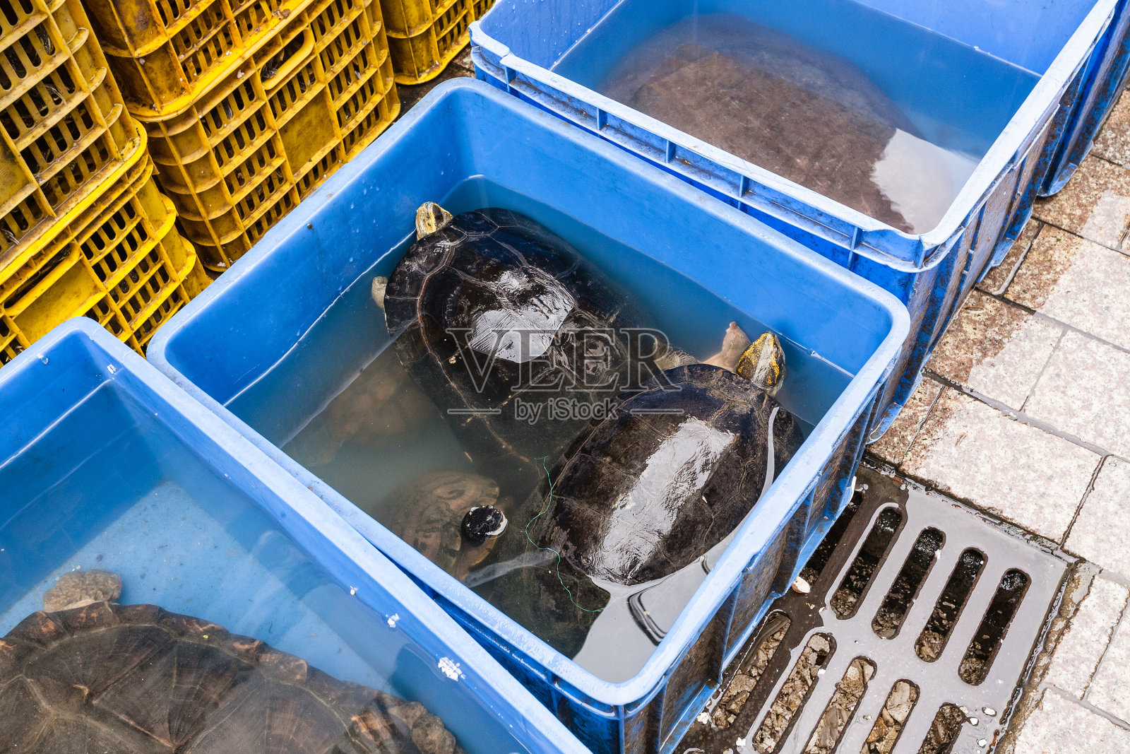 广州鱼市的盒装乌龟照片摄影图片