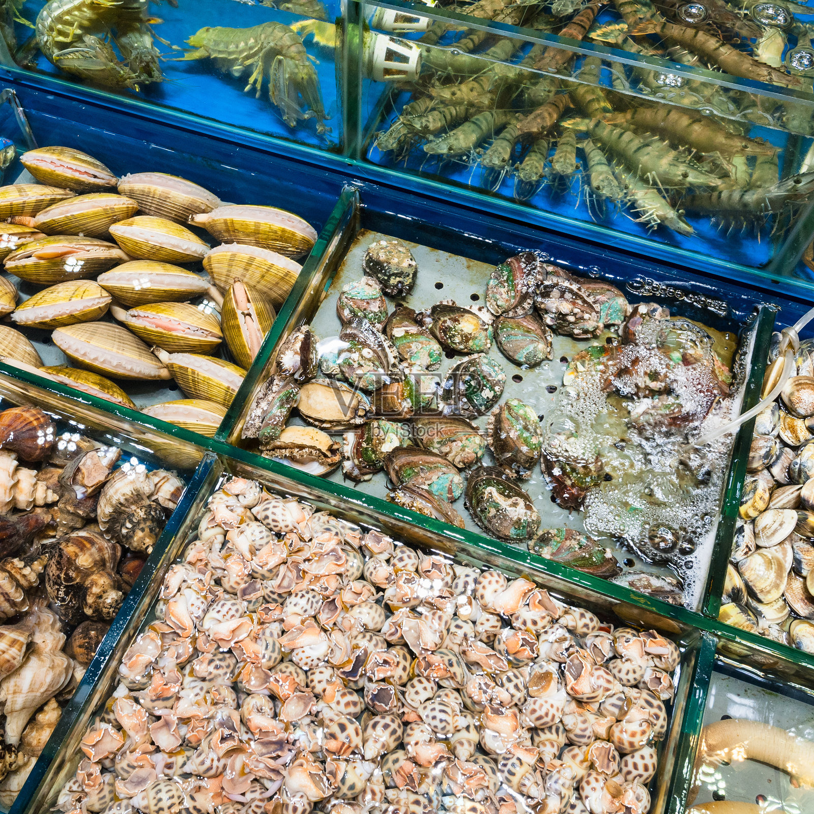 广州鱼市的蛤蜊和对虾照片摄影图片
