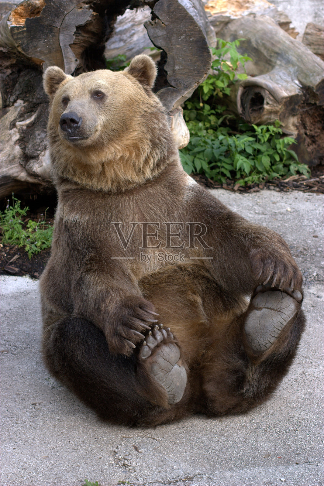 快乐的棕熊抱着脚趾坐在石头上照片摄影图片