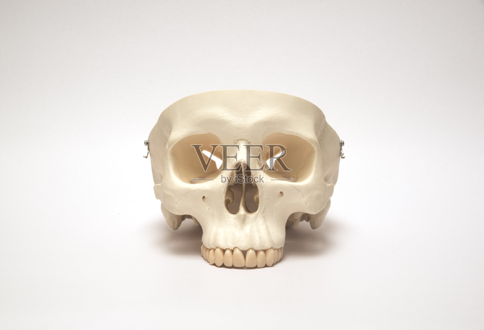 人工颅骨模型照片摄影图片