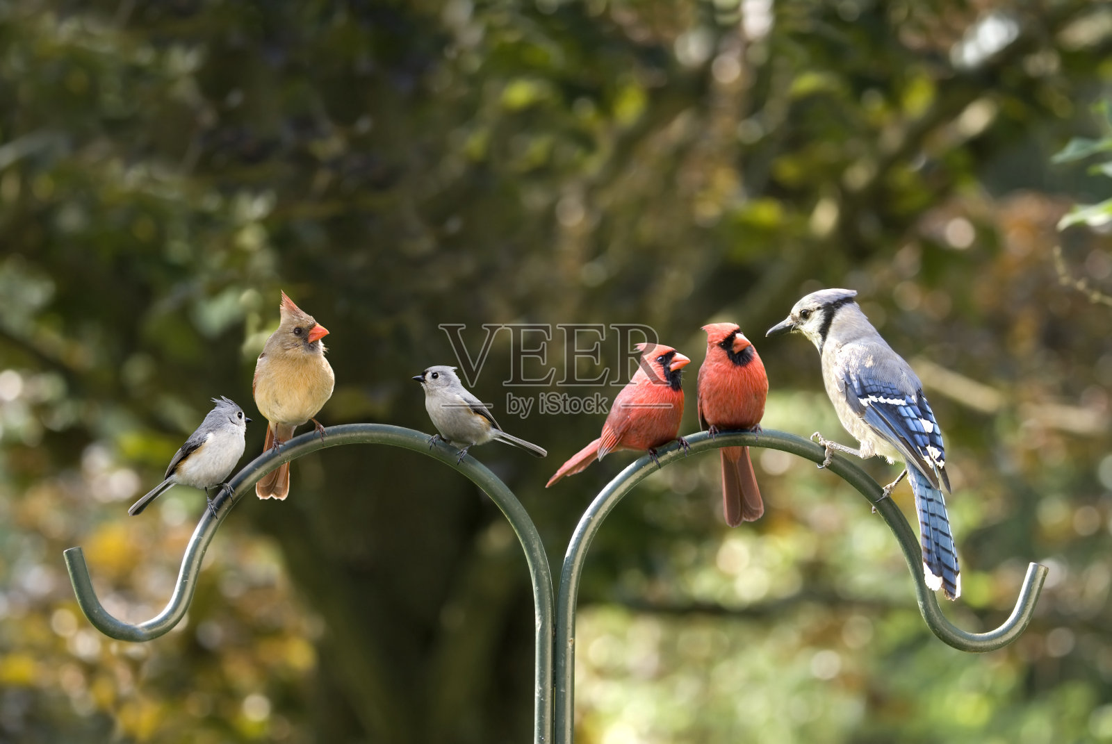 鸟类多样性会议照片摄影图片