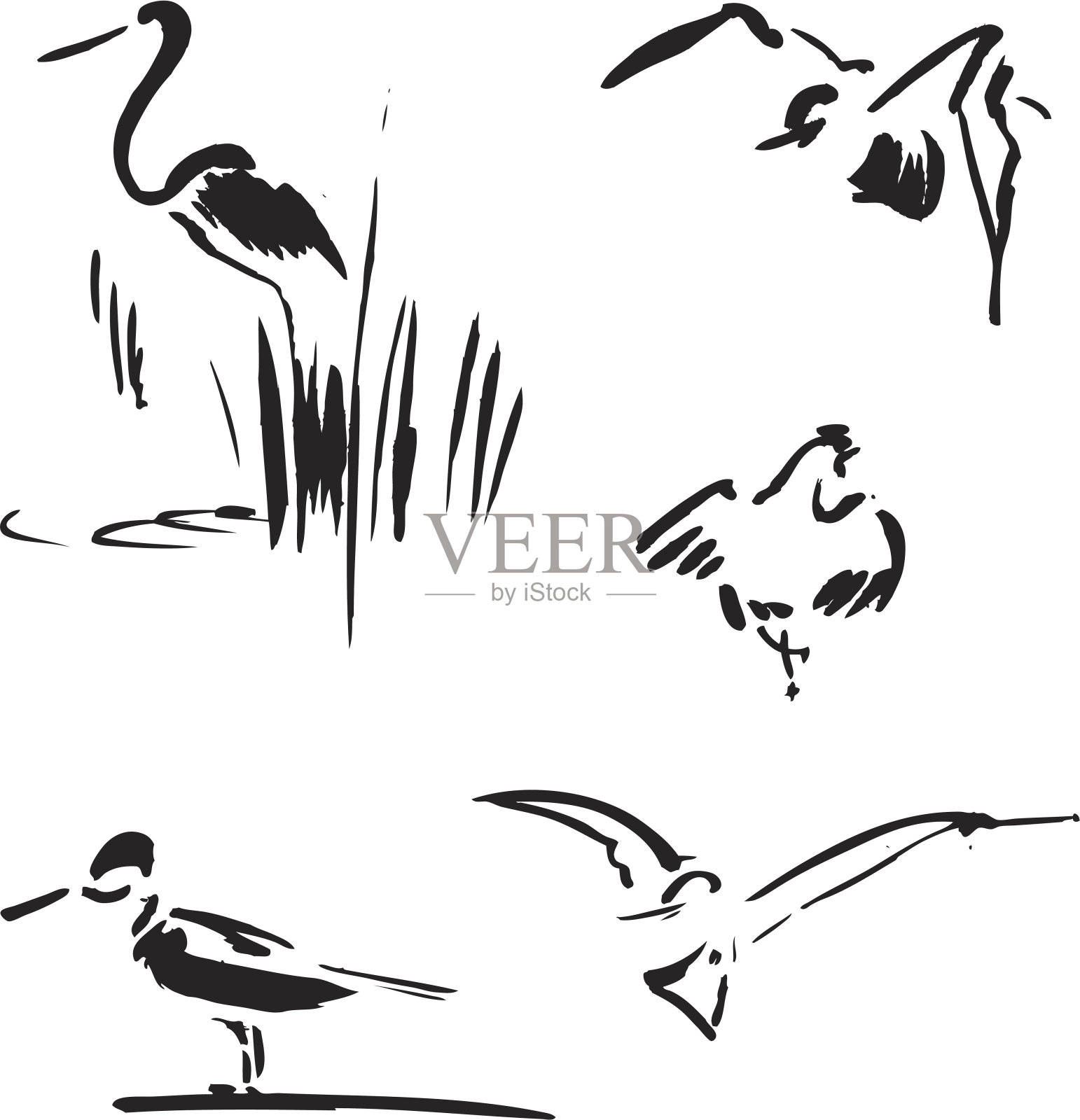 鸟插画图片素材