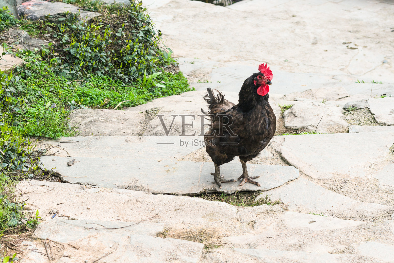 城阳村街头的黑公鸡照片摄影图片