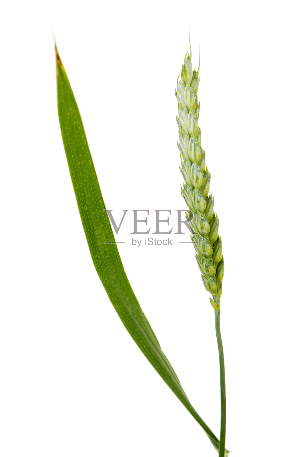 在白色上分离的未成熟的小麦穗照片摄影图片
