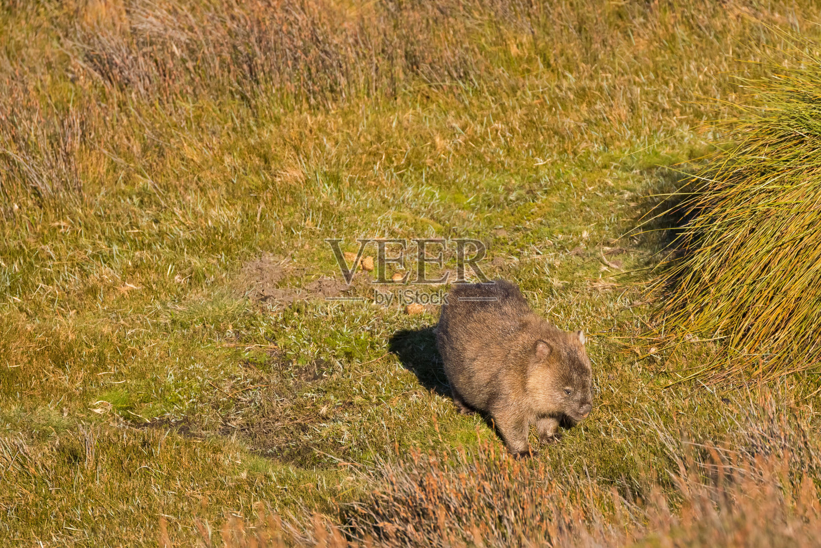 在澳大利亚塔斯马尼亚的摇篮山，棕色袋熊在身后吃草照片摄影图片
