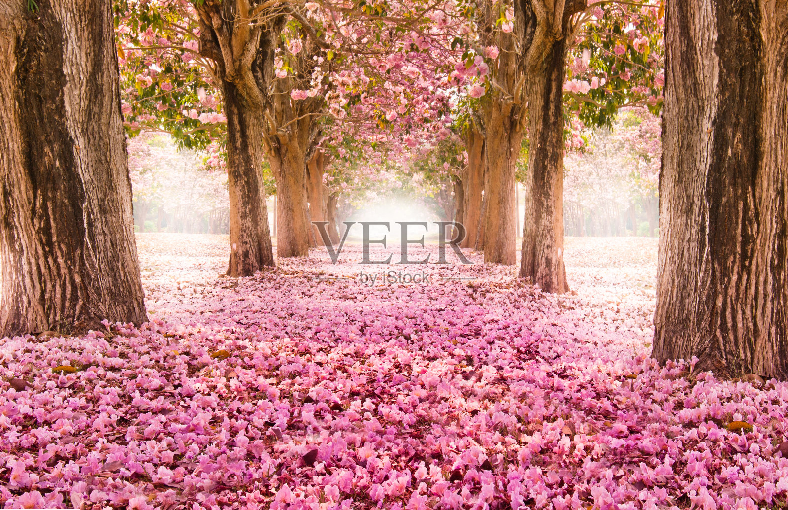 浪漫的花朵隧道照片摄影图片