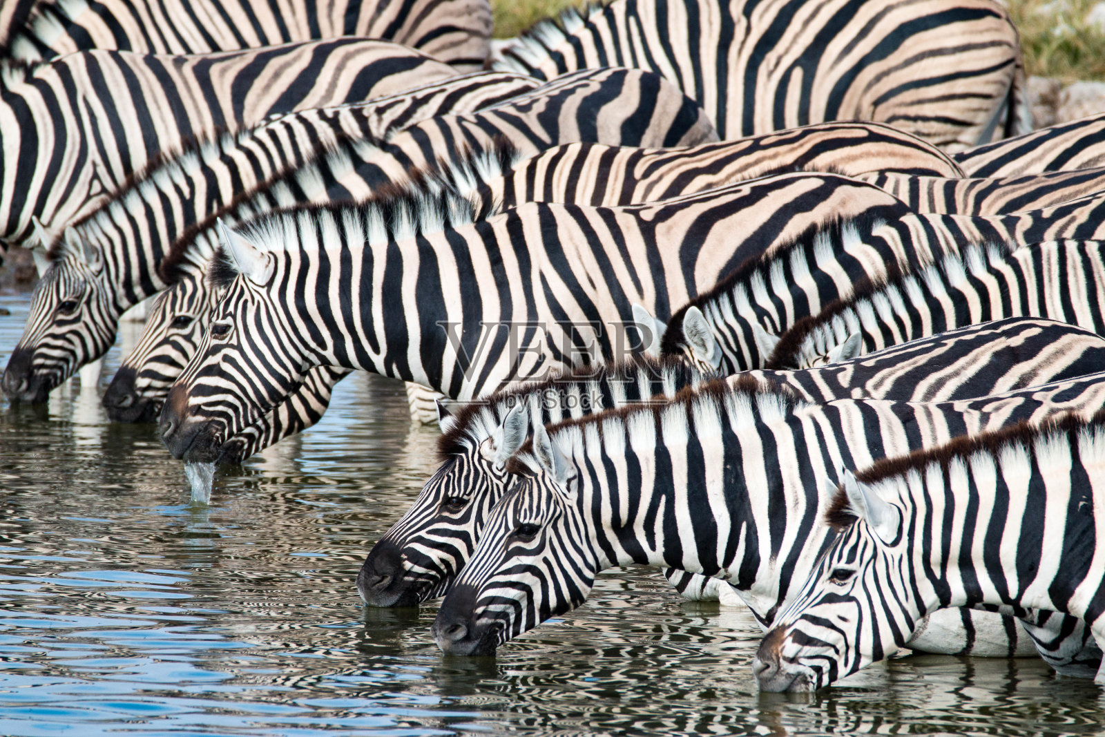 坦桑尼亚塞伦盖蒂国家公园，斑马照片摄影图片