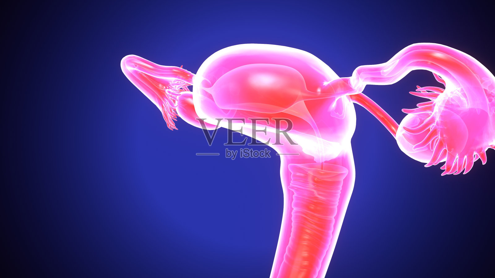 女性生殖系统解剖学的3D插图照片摄影图片