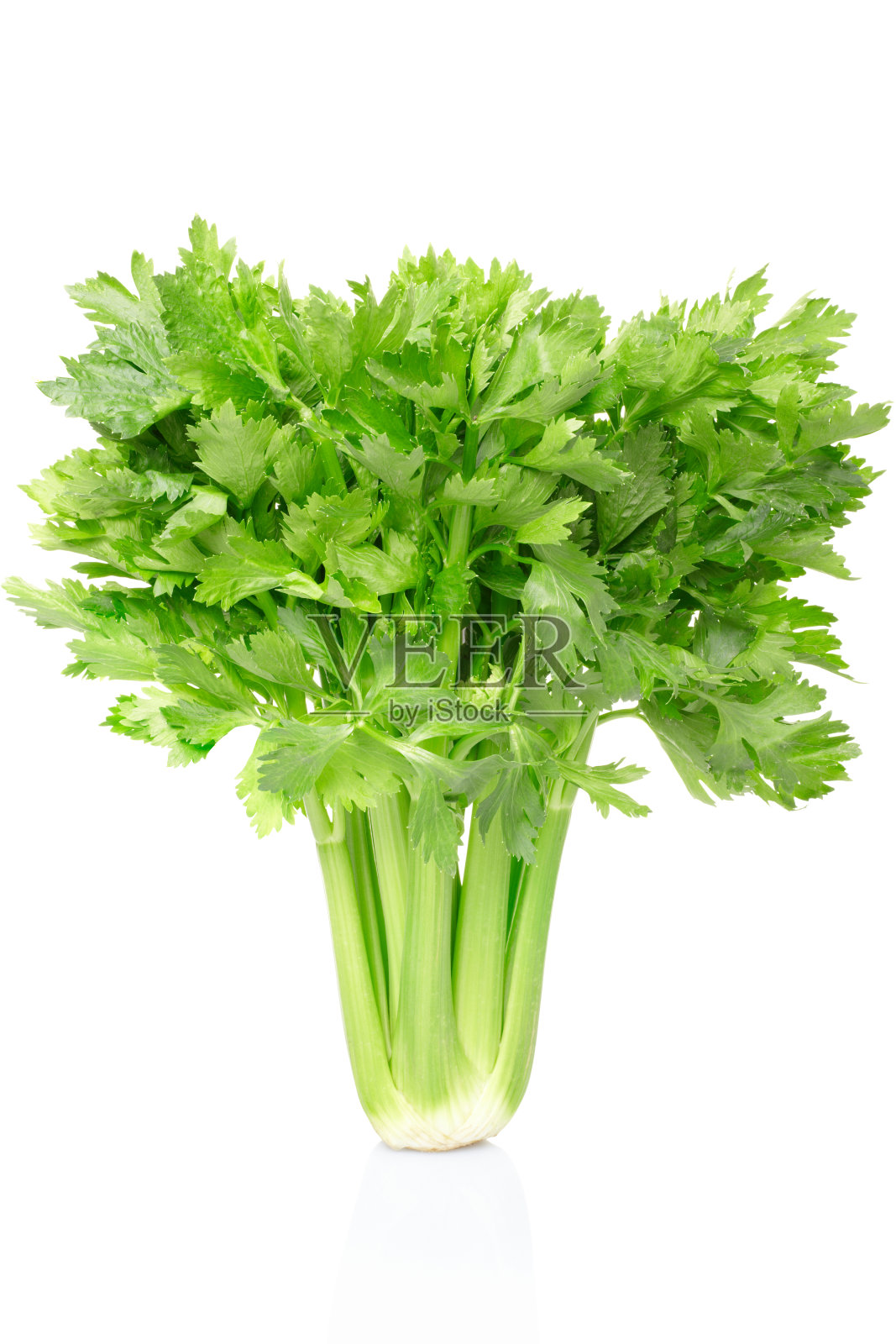 白色背景上的一大束绿色芹菜的图像照片摄影图片