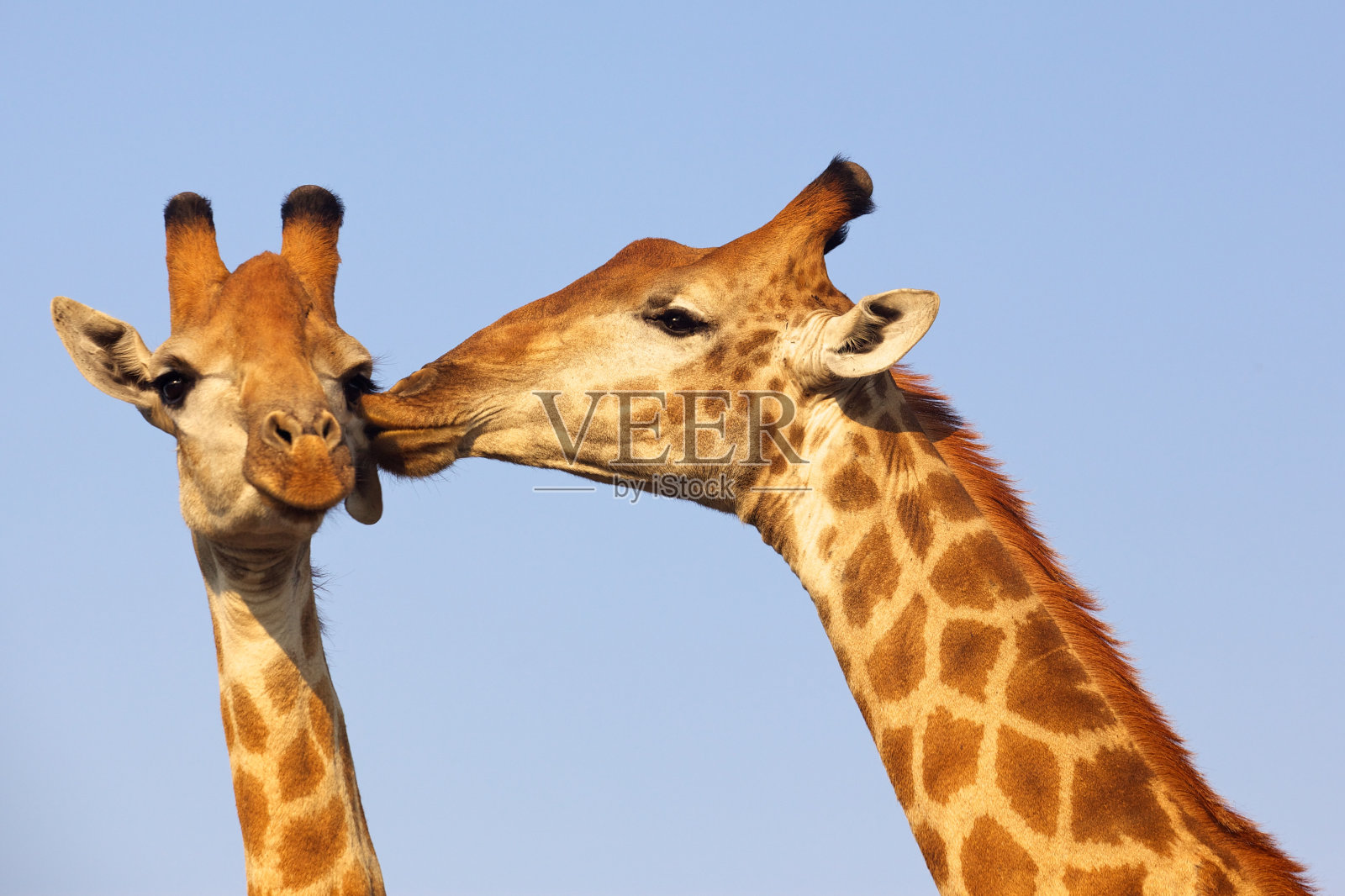 长颈鹿吻照片摄影图片
